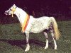 broodmare Moorkieker Holly (Welsh-Pony (Section B), 1991, from Elphicks Facade)
