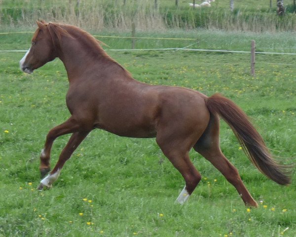 stallion Moorkieker Goethe (Welsh-Pony (Section B), 1999, from Downland Goldflake)