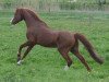 Deckhengst Moorkieker Goethe (Welsh Pony (Sek.B), 1999, von Downland Goldflake)