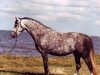 Zuchtstute Moorkieker Harebell (Welsh Pony (Sek.B), 1997, von Downland Goldflake)