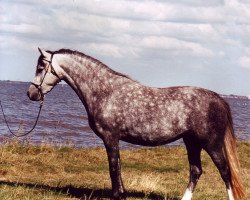 broodmare Moorkieker Harebell (Welsh-Pony (Section B), 1997, from Downland Goldflake)