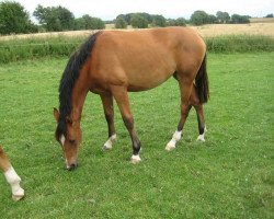 Springpferd Egelunds Candi Girl (Dänisches Warmblut, 2008, von Carmargue)