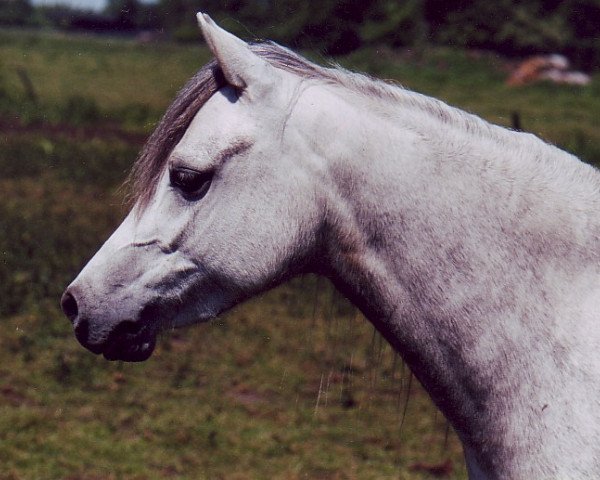 Zuchtstute Moorkieker Highlight (Welsh Pony (Sek.B), 2001, von Moorkieker Gawain)