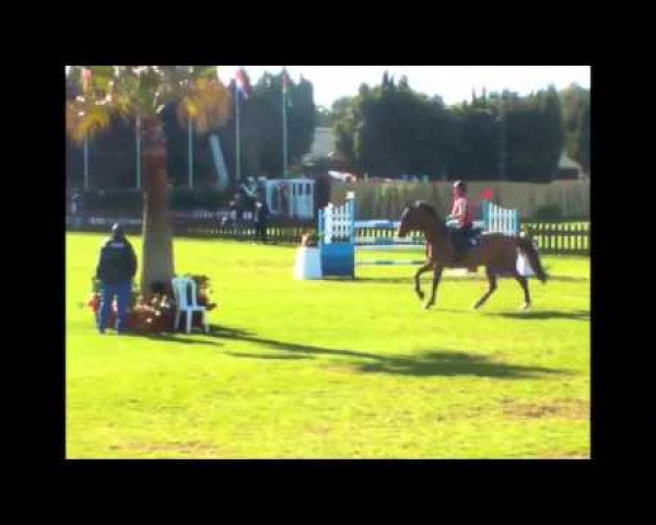 jumper Abigail (Swedish Warmblood, 2008, from Carmargue)