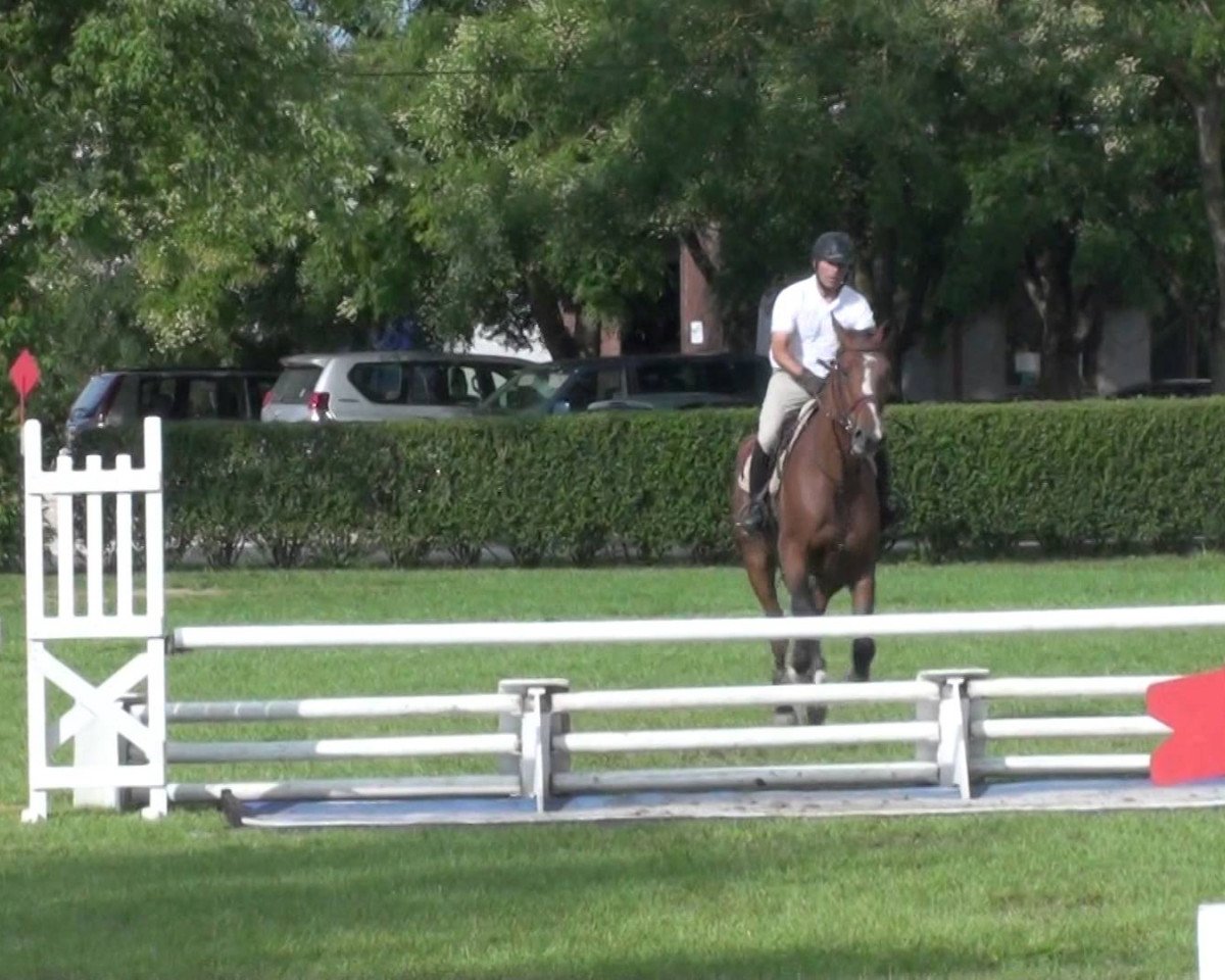 jumper Ussard de La Cour (Selle Français, 2008, from Helios de la Cour II)