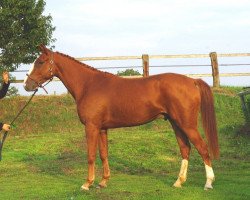 Springpferd Aristo de La Cour (Selle Français, 2010, von Norway de La Lande)