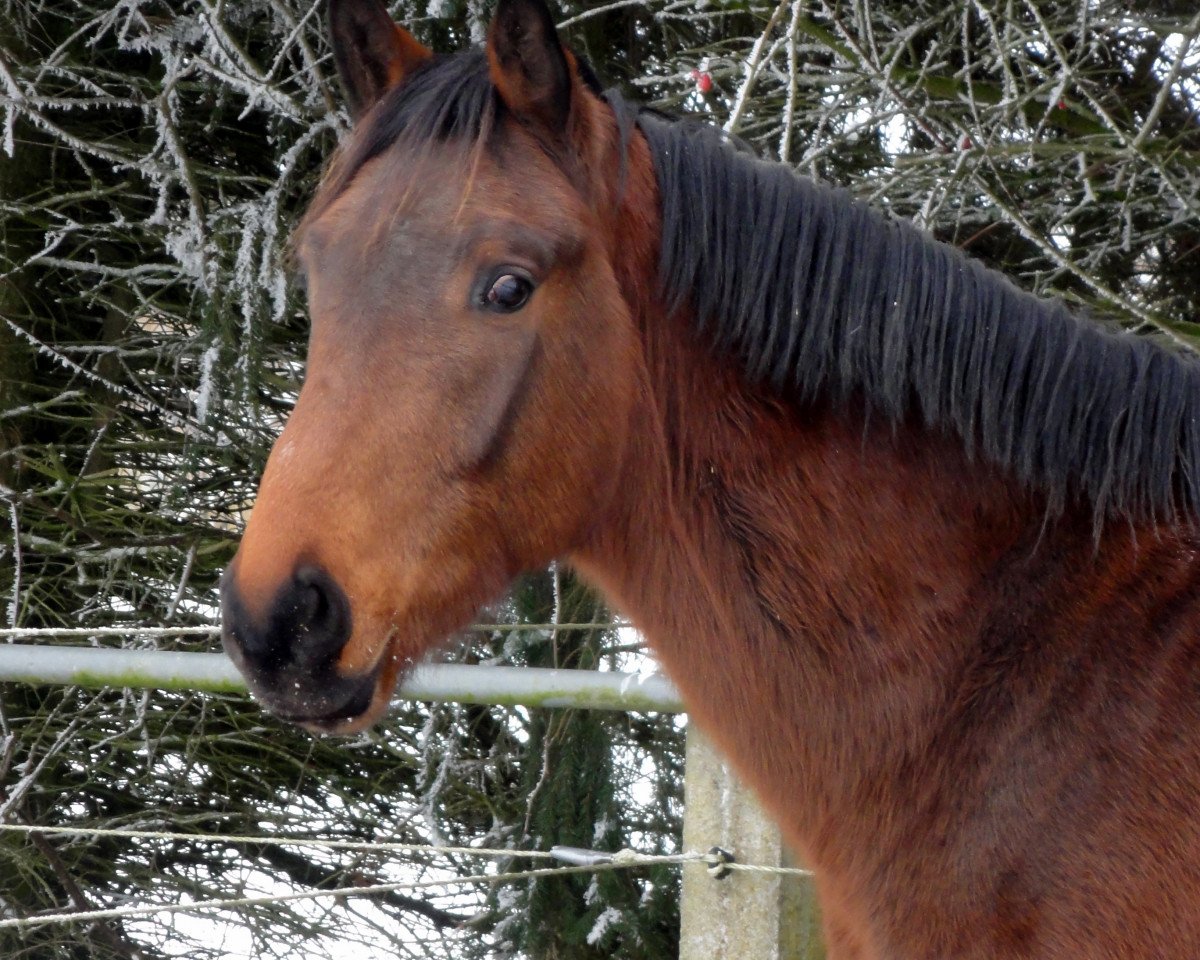 Springpferd Clearway all Way HaB (Zangersheide Reitpferd, 2014, von Clearway)