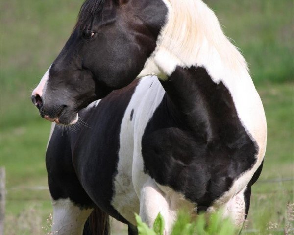 stallion Rocky Mountain Music (Paint Horse, 2011, from Doc O Mount)