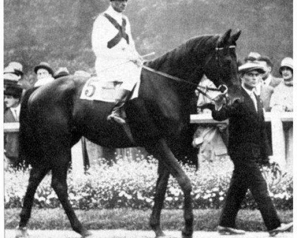 stallion Cavaliere d'Arpino xx (Thoroughbred, 1926, from Havresac II xx)