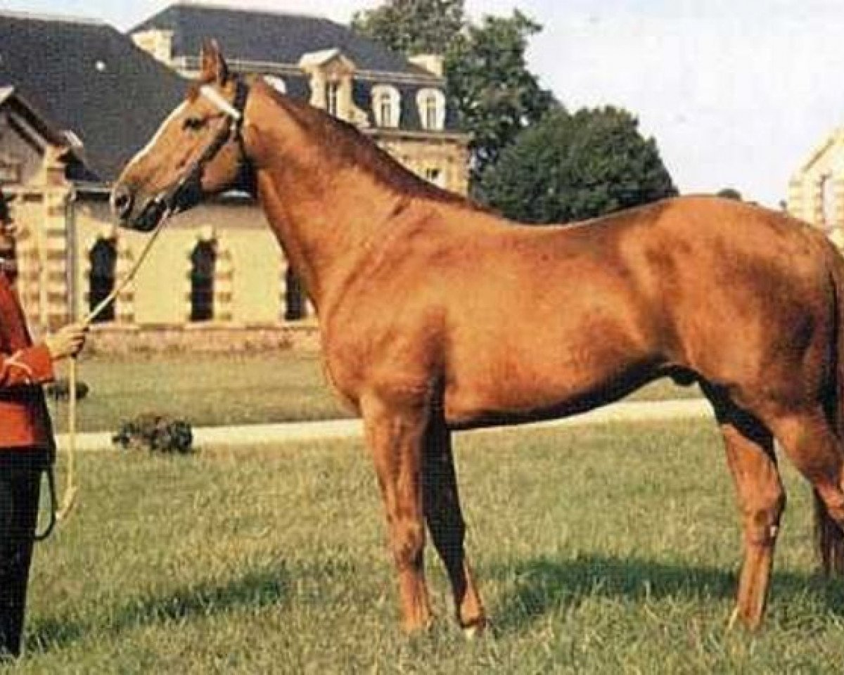 stallion Oeil Bleu (Selle Français, 1958, from Rantzau xx)