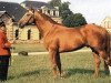 stallion Oeil Bleu (Selle Français, 1958, from Rantzau xx)