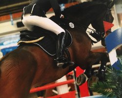 jumper Apollo 1016 (Oldenburg show jumper, 2010, from Alido)