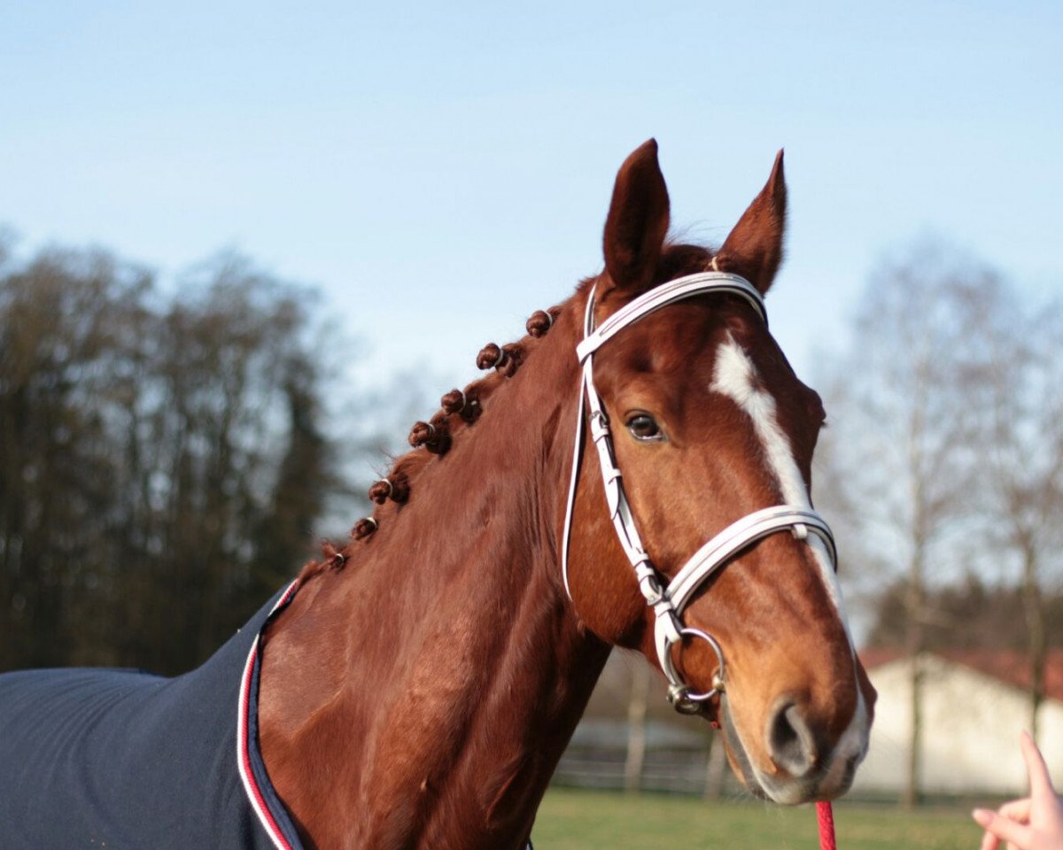 jumper Tinka's Timmä (Hanoverian, 2007, from Tinka's Boy)