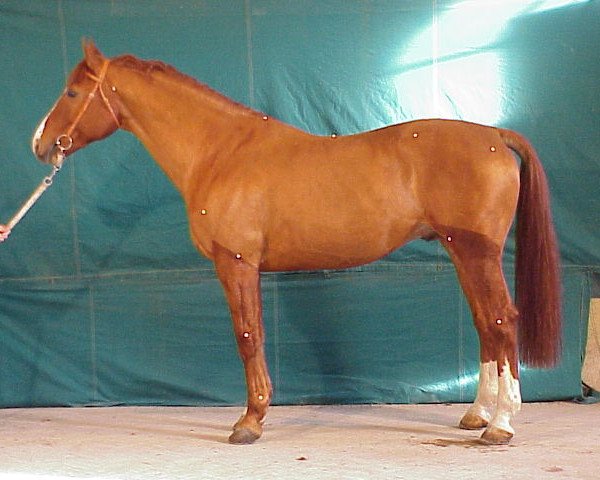 stallion Camelia de Ruelles (Selle Français, 1990, from Leprince de Thurin)