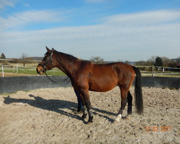 broodmare Romy (Polish Warmblood, 2007, from Burgund)