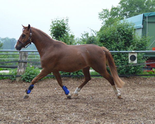 Dressurpferd Olymp (Welsh Pony (Sek.B), 2009, von Linde Hoeve's Optimist)