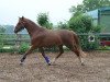 dressage horse Olymp (Welsh-Pony (Section B), 2009, from Linde Hoeve's Optimist)