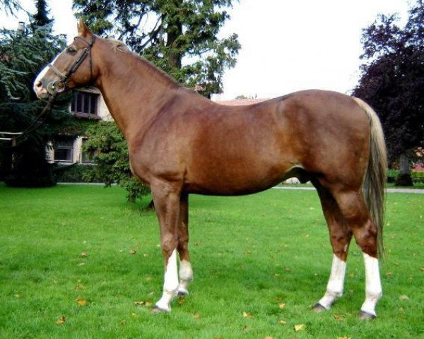 stallion Elan de la Cour (Selle Français, 1992, from Vas Y Donc Longane)