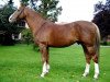 stallion Elan de la Cour (Selle Français, 1992, from Vas Y Donc Longane)