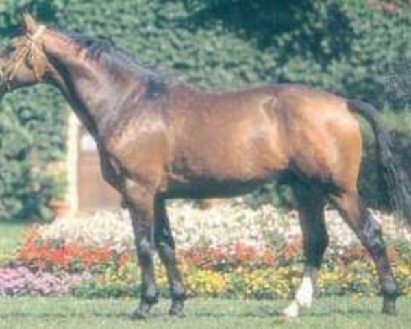 stallion Bamby de Forets (Selle Français, 1989, from Elf III)