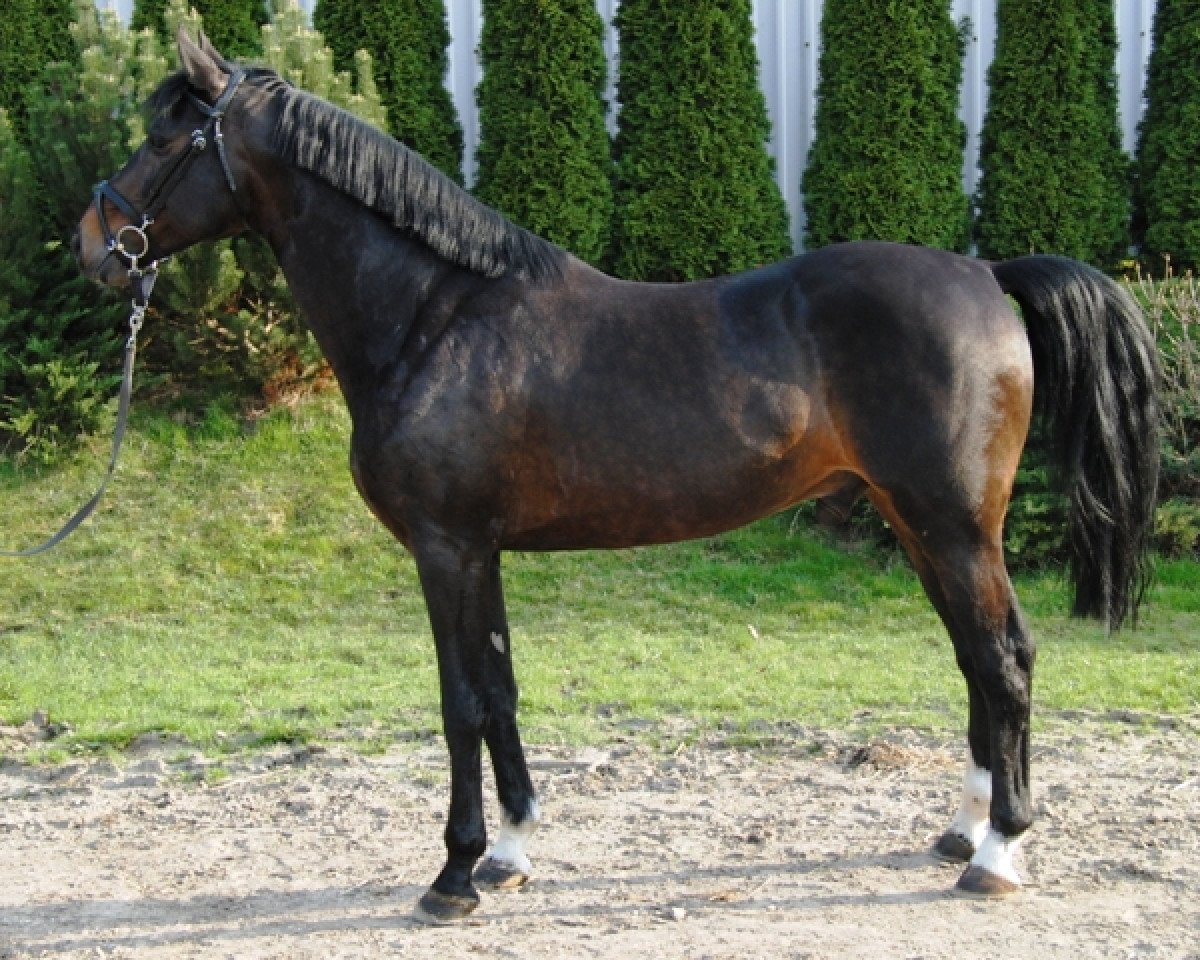 Deckhengst Manillon Rouge (Selle Français, 2000, von Papillon Rouge)