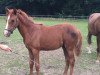 dressage horse Matilda 27 (German Riding Pony, 2016, from FS Coconut Dream)