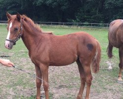 dressage horse Matilda 27 (German Riding Pony, 2016, from FS Coconut Dream)