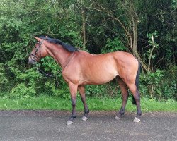 eventing horse Amore di topo (Trakehner, 2006, from Tycoon)