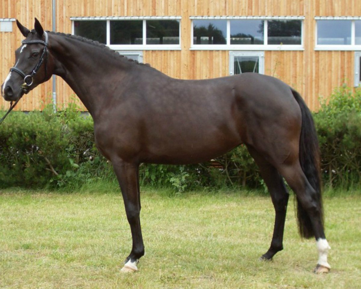 Zuchtstute Wischhoffs Endless Summer (Deutsches Reitpony, 2007, von Diamond)