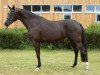 broodmare Wischhoffs Endless Summer (German Riding Pony, 2007, from Diamond)