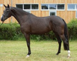 broodmare Wischhoffs Endless Summer (German Riding Pony, 2007, from Diamond)