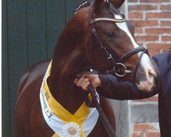 stallion Reitland's Du oder Keiner (German Riding Pony, 2005, from Diamond)