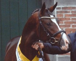 stallion Reitland's Du oder Keiner (German Riding Pony, 2005, from Diamond)