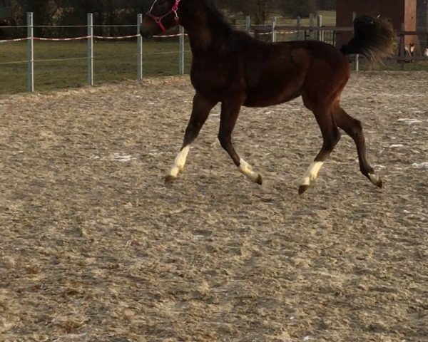 Pferd Top Megic Meggie (Deutsches Reitpony,  , von Top Pepino)