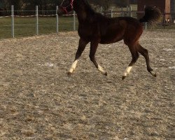 horse Top Megic Meggie (German Riding Pony,  , from Top Pepino)