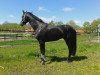 dressage horse Fürst Filou 6 (Oldenburg, 2012, from Fürst Wilhelm)