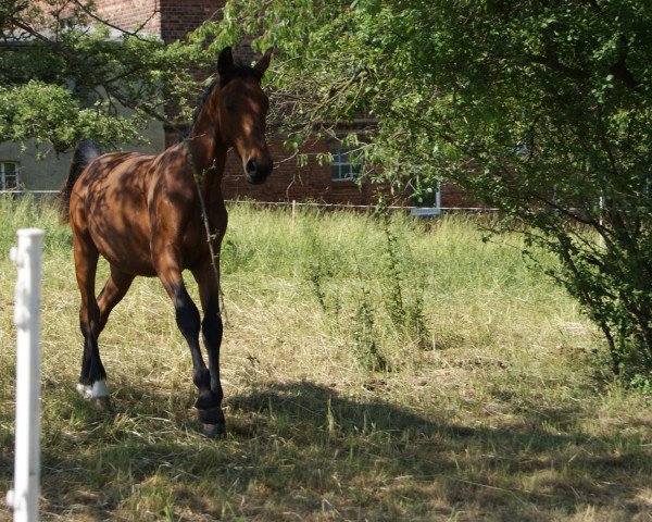 jumper Lalique (German Riding Pony,  )