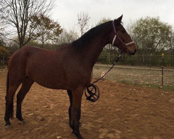 horse Littlefoot 45 (German Sport Horse, 2009, from Lehnbach)