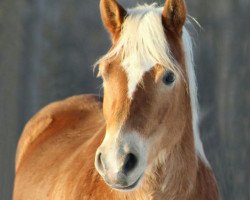 dressage horse Sam (11,72% ox) (Edelbluthaflinger, 2013, from Special-Gold (6,25% ox))