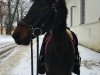 dressage horse Mascha 79 (German Riding Pony, 2005, from Hattrick)