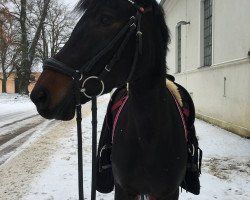 dressage horse Mascha 79 (German Riding Pony, 2005, from Hattrick)