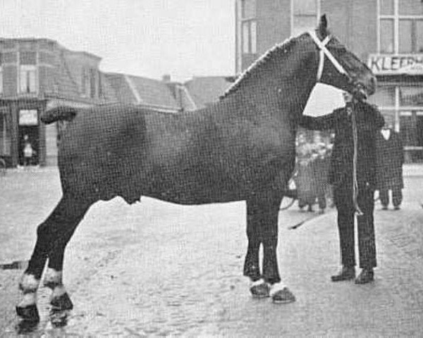 stallion Romulus (Alt-Oldenburger / Ostfriesen, 1930, from Grant 1613 OF)