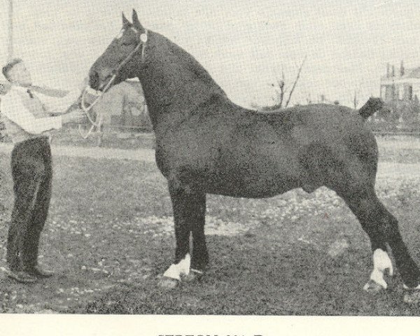 stallion Serfon (Groningen, 1939, from Hendrik)