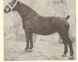 broodmare Kerli (Groningen, 1936, from Waldherr)