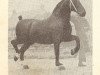 stallion Voorman (Groningen, 1940, from Ilfons)