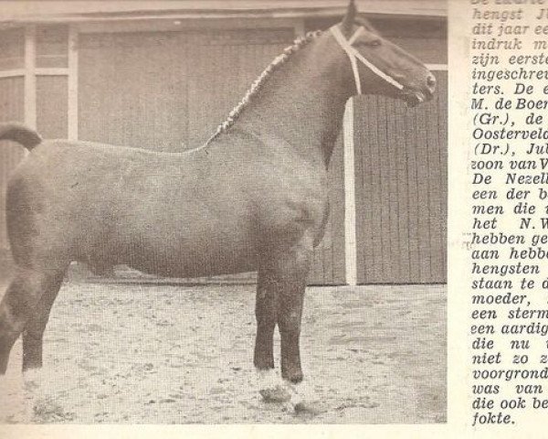 stallion Jubal (KWPN (Royal Dutch Sporthorse), 1950, from Voorman)
