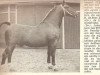 stallion Jubal (Dutch Warmblood, 1950, from Voorman)