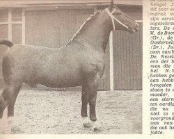 Deckhengst Jubal (KWPN (Niederländisches Warmblut), 1950, von Voorman)