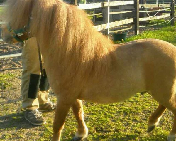 Deckhengst Littlebignor Bertie (Shetland Pony (unter 87 cm), 1999, von Kerswell Fairylight)