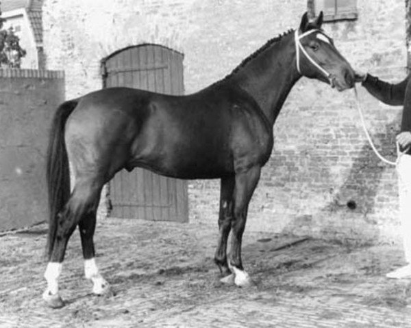 stallion Navarra I (Holsteiner, 1962, from Nautilus xx)